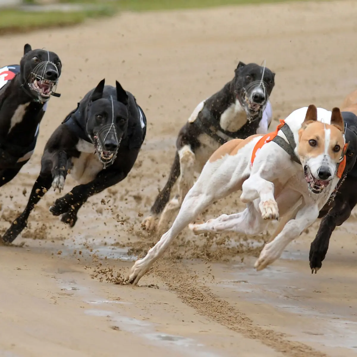 Crayford Crayford Race Tickets Party Packs- Saturday 17th June